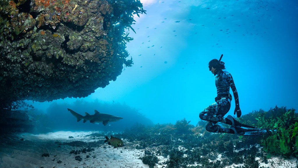 Saving norman bondi grey nurse shark and free diver credit vanessa del torres