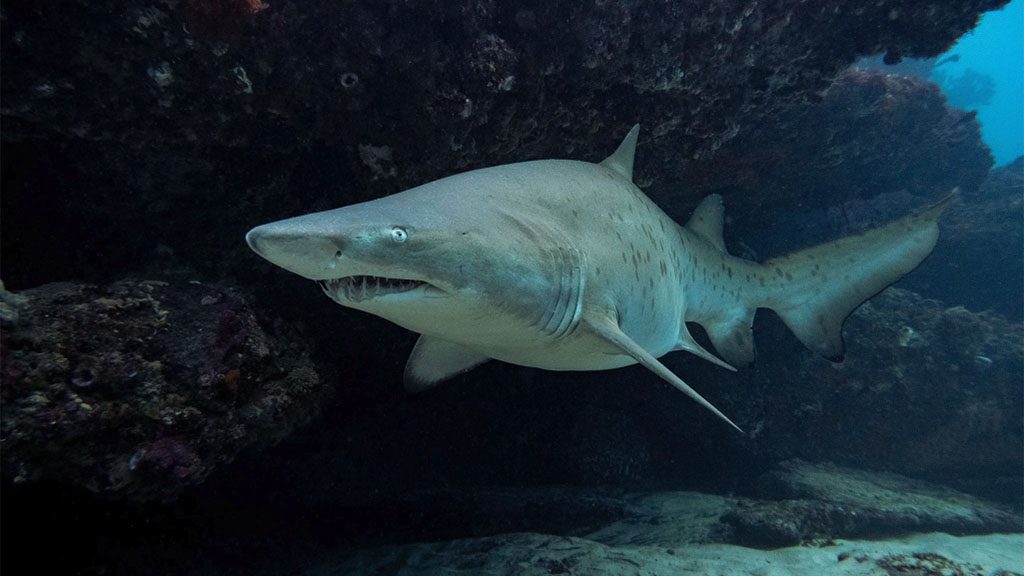 Saving norman bondi grey nurse shark c sarah han debeaux