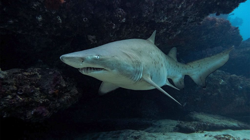 Saving norman bondi grey nurse shark c sarah han debeaux Saving norman bondi grey nurse shark c sarah han debeaux