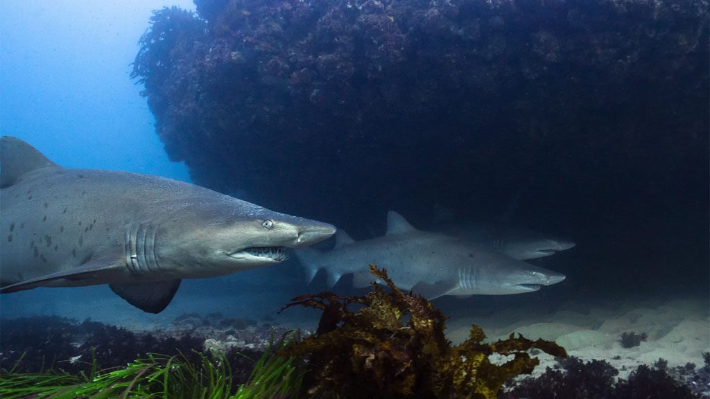 Saving norman bondi grey nurse sharks credit duncan heuer