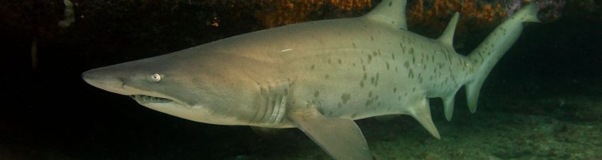 Saving Norman: a new campaign aims to protect Bondi’s grey nurse sharks