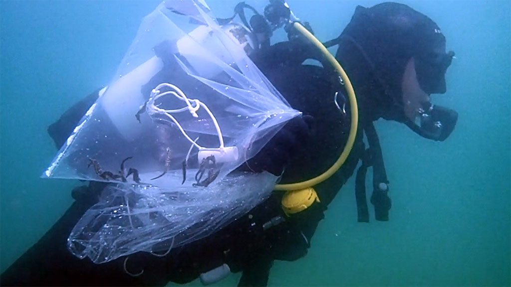 140 baby white’s seahorses move into new seahorse hotels