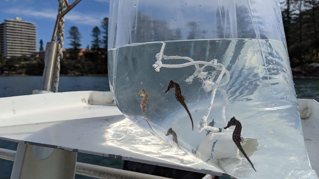 Sea life sydney aquarium seahorse release being transported to seahorse hotel