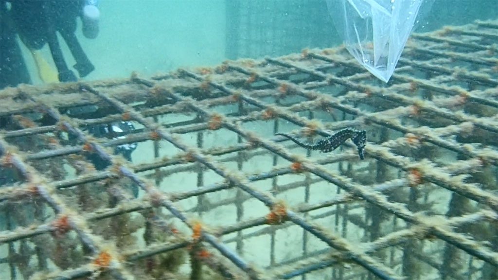 Sea life sydney aquarium seahorse released