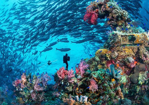 Truk lagoon underwater photography trip with nigel marsh