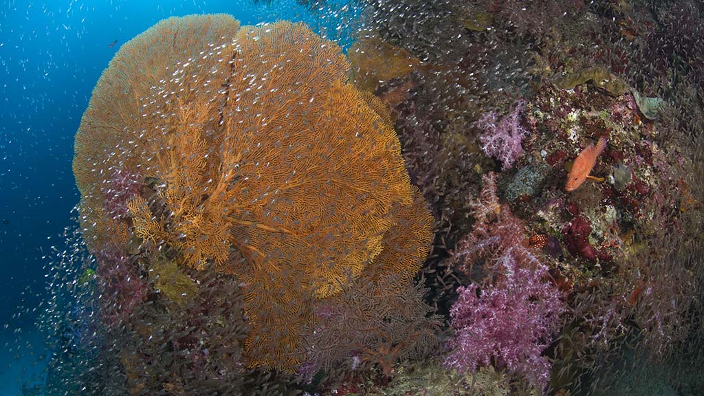 thailand-liveaboard-junk-fan-coral-marc-strickland-hr.jpeg