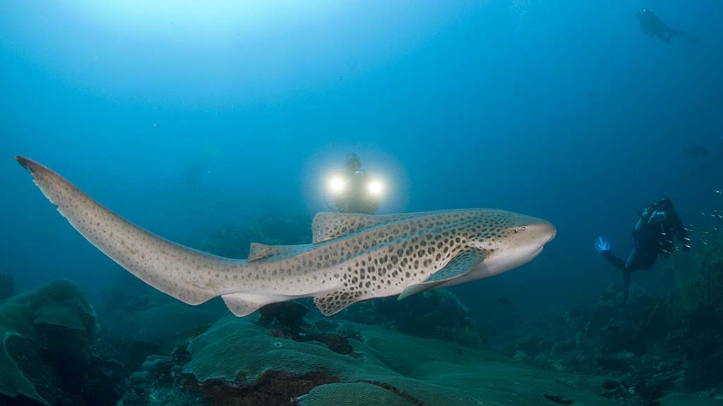 thailand-liveaboard-junk-leopard-shark-marc-strickland-hr.jpeg