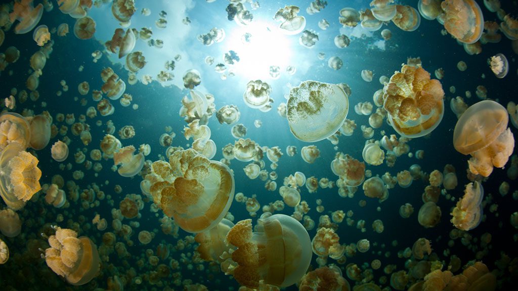 Millions,Of,Endemic,Jellyfish,(mastigias,Papua,Etpisonii),Fill,A,Marine