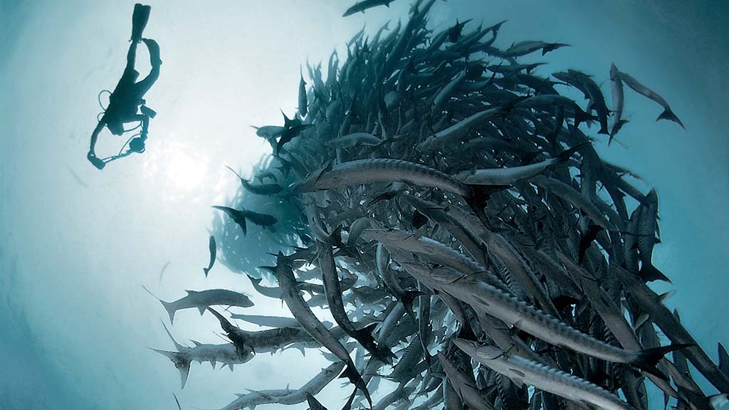 Barracuda point malaysia photo credit alex rush shutterstock horizontal