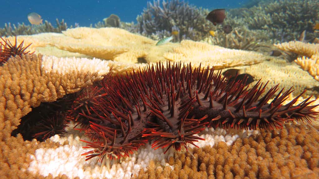 Crown of thorns starfish feeding credit supplied by mary bonin great barrier reef foundation