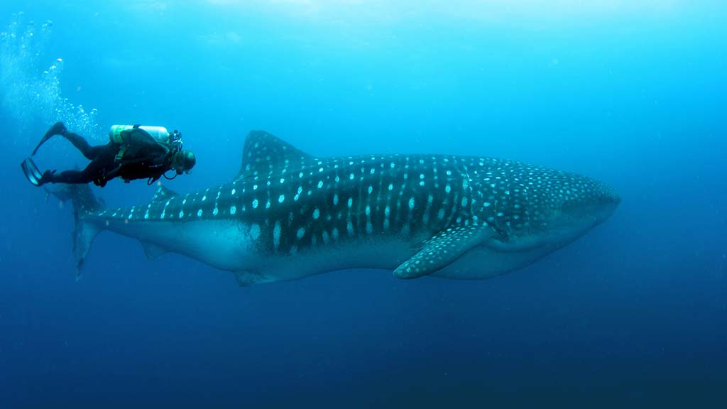 Darwin island ecuador photo credit mohamed alqubaisi shutterstock