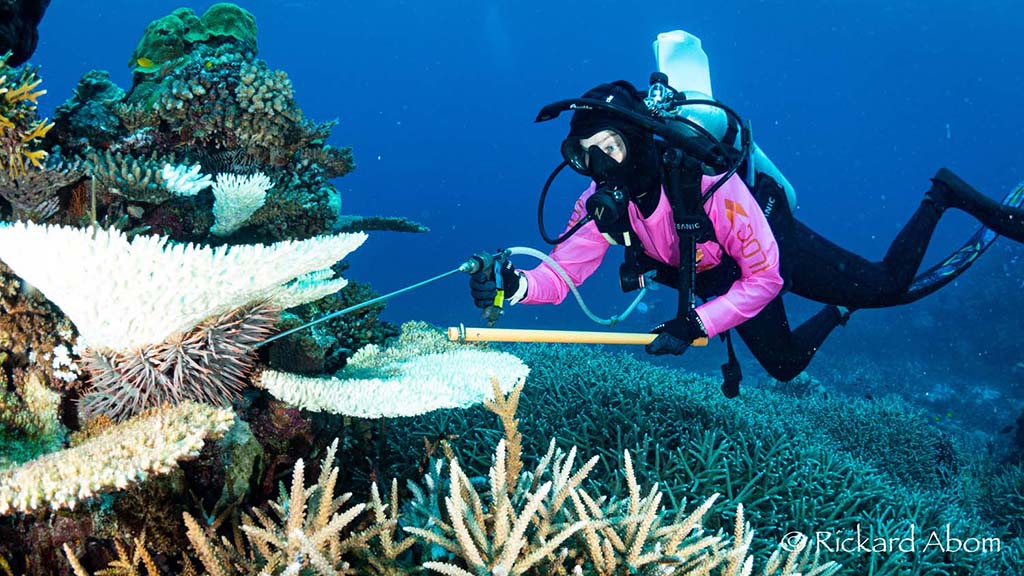 Diver saving coral from predatory crown of thorns starfish credit rickard abom