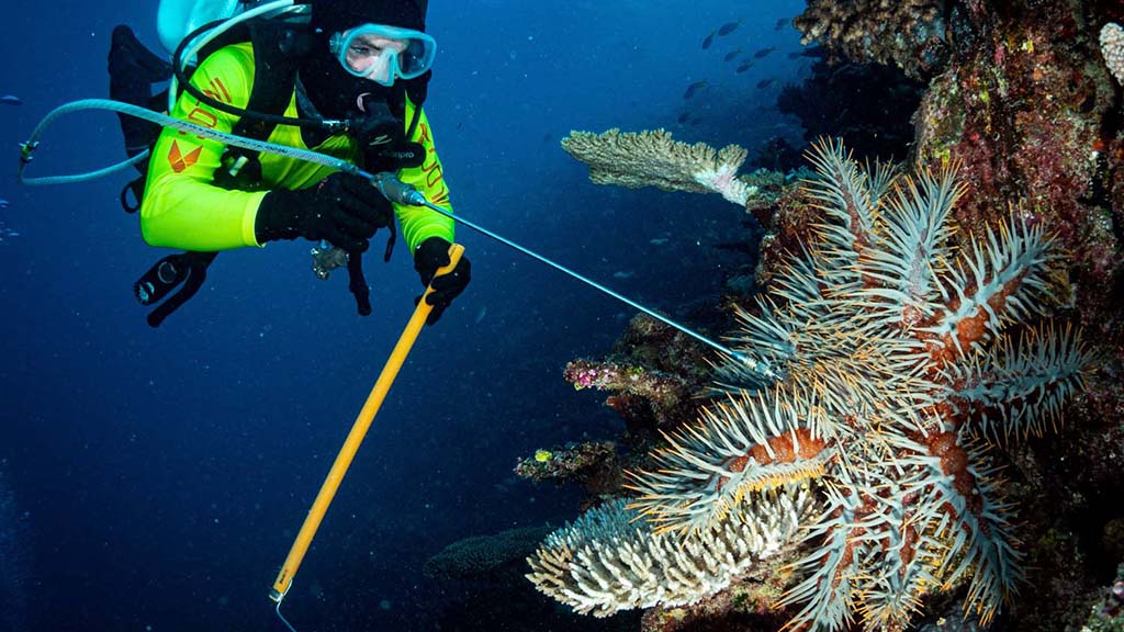 Diver targeting coral killing cots credit rick abom rrrc