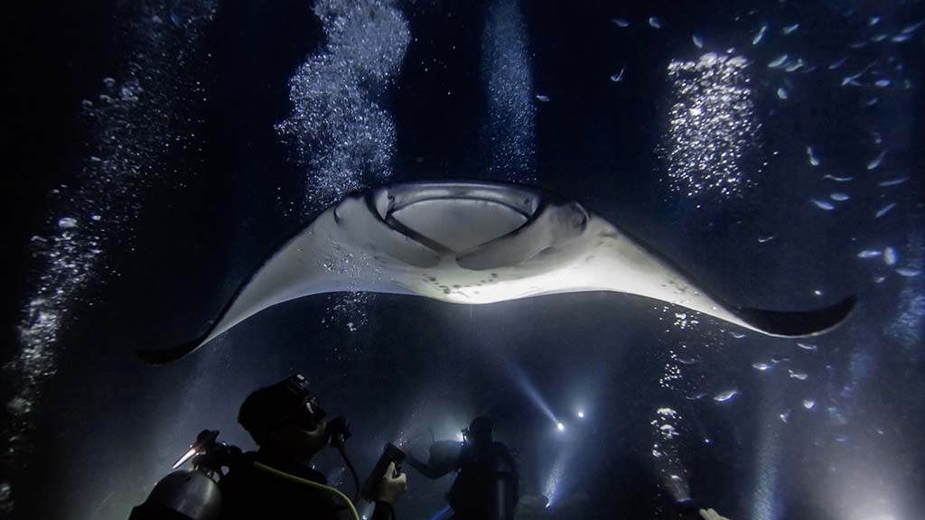 Manta night dive hawaii photo credit sean steininger shutterstock