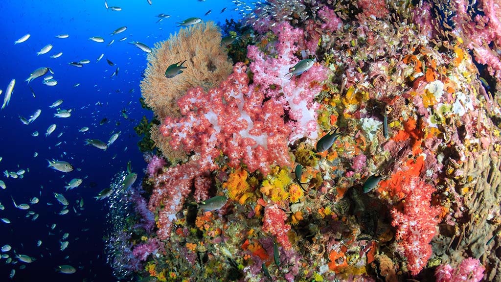 Richelieu rock thailand photo credit richard whitcombe shutterstock