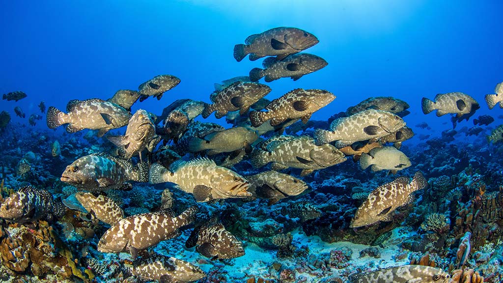 South pass fakarava photo credit tomas kotouc shutterstock