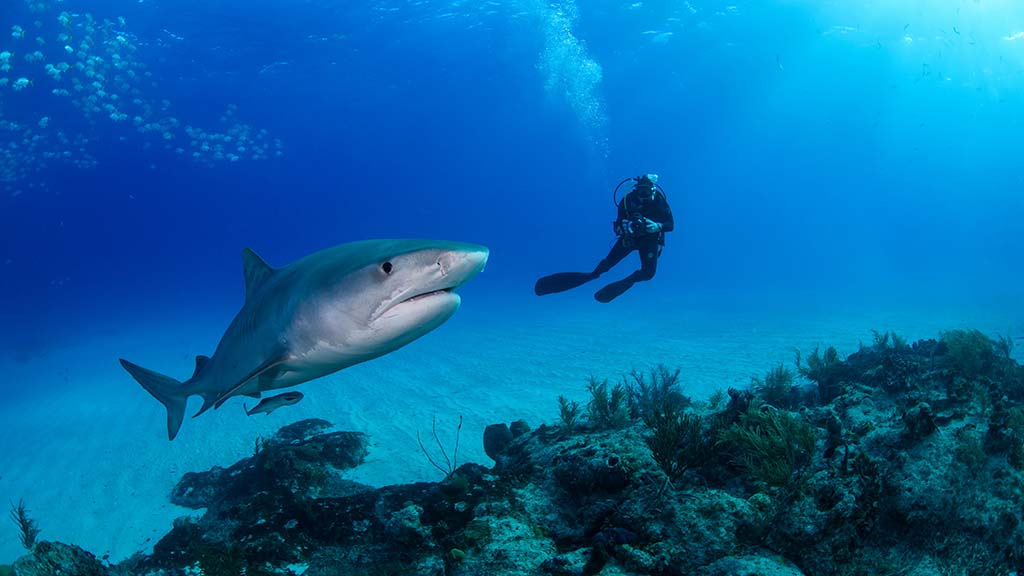 Tiger beach bahamas photo credit martin voeller shutterstock