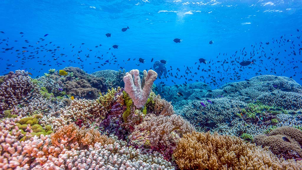 Top 10 instagrammable dive sites announced