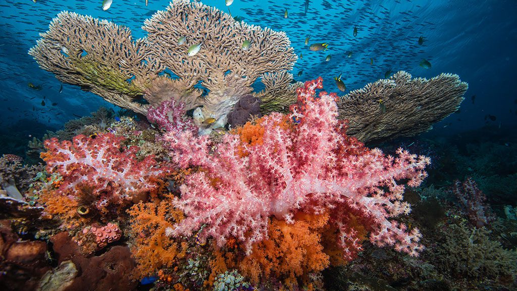 10 pindito liveaboard komodo raja ampat indonesia raja ampat coral copyright kerri bingham got