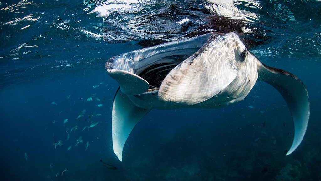 6 pindito liveaboard komodo raja ampat indonesia manta komodo copyright kerri bingham got