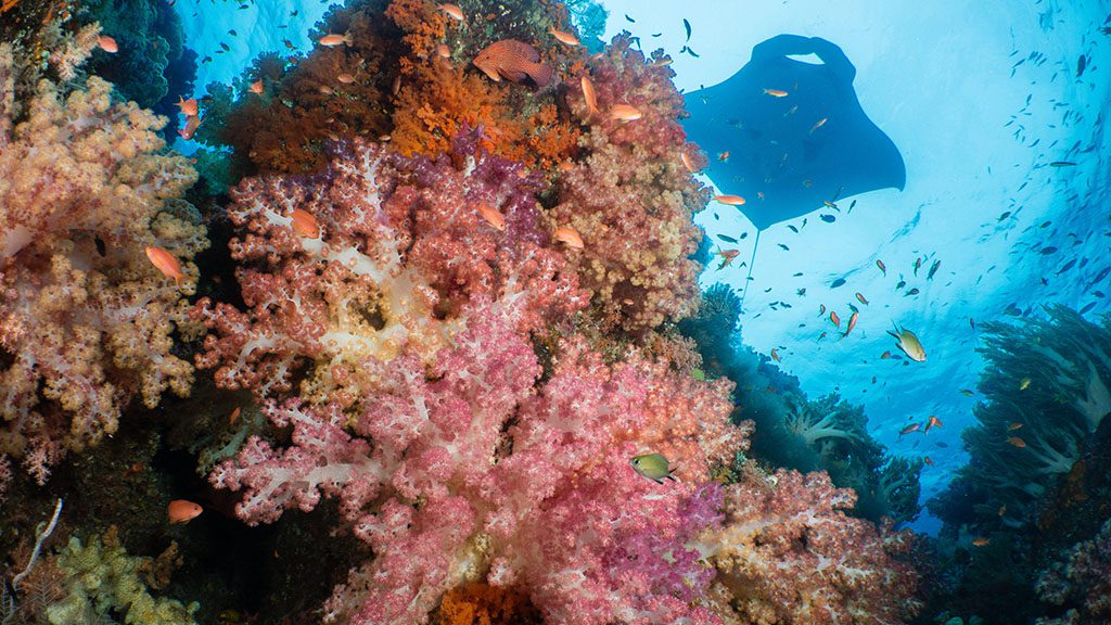 7 pindito liveaboard komodo raja ampat indonesia komodo coral and manta copyright kerri bingham got