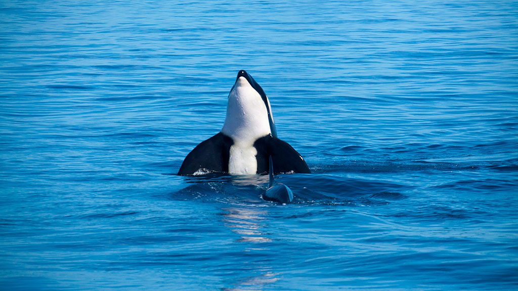 8 pindito liveaboard komodo raja ampat indonesia orca copyright simon mustoe wildia