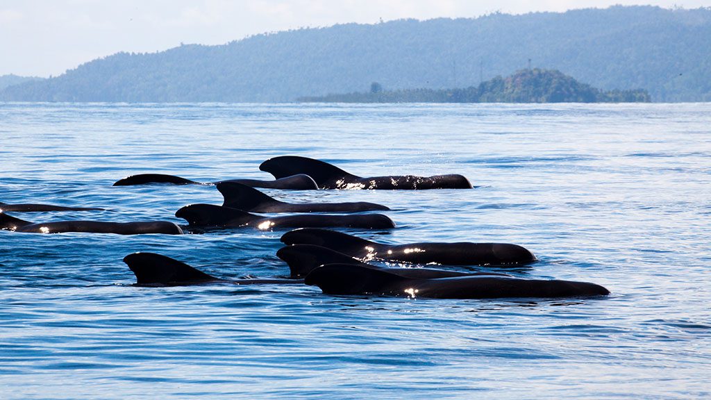 9 pindito liveaboard komodo raja ampat indonesia pilot whales banda sea copyright simon mustoe wildia