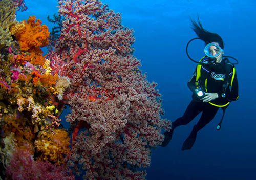 Fiji dive scuba waidroka resort soft coral sp500