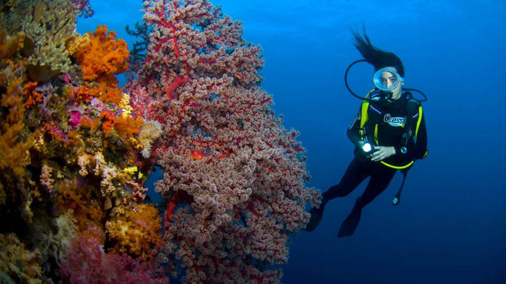 Fiji dive scuba waidroka resort soft coral