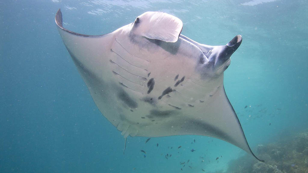 Komodo’s massive manta study