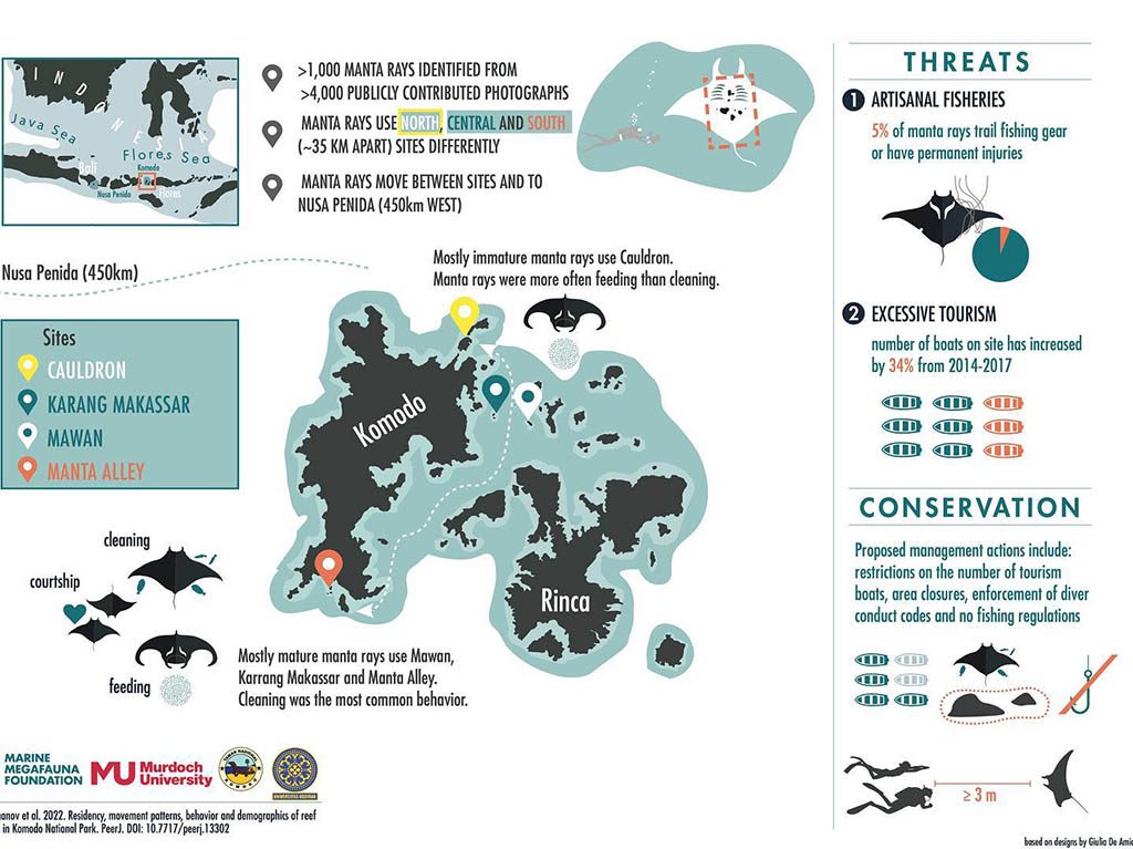 Komodo’s massive manta study