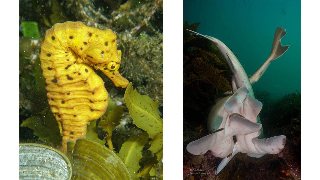 Cabbage tree bay aquatic reserve manly big belly seahorse and mating port jackson sharks