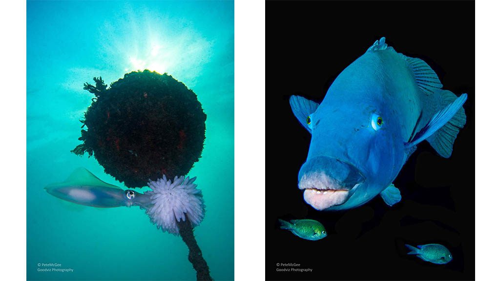 Cabbage tree bay aquatic reserve manly calamari and eastern blue groper