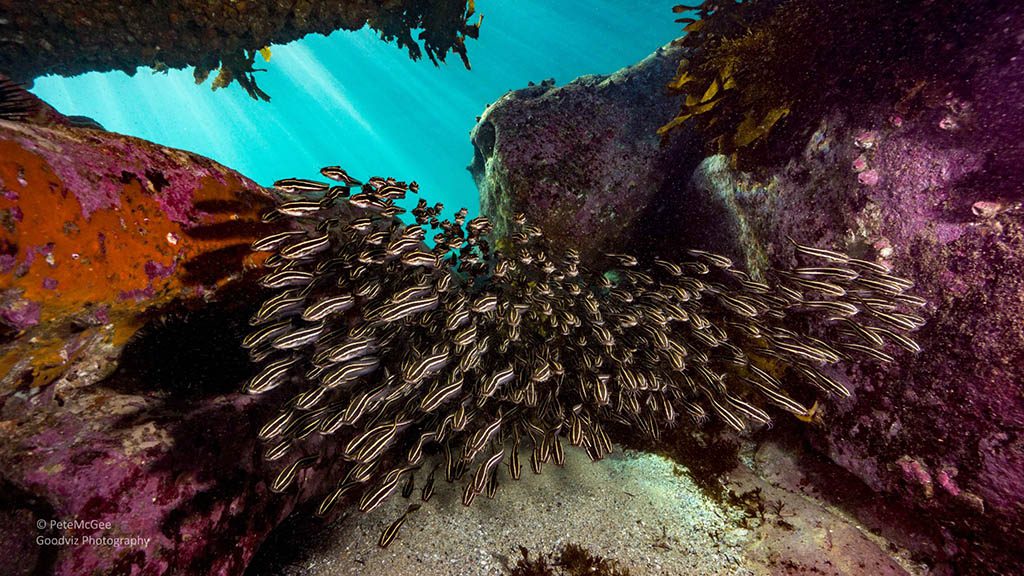 Cabbage tree bay aquatic reserve manly catfish