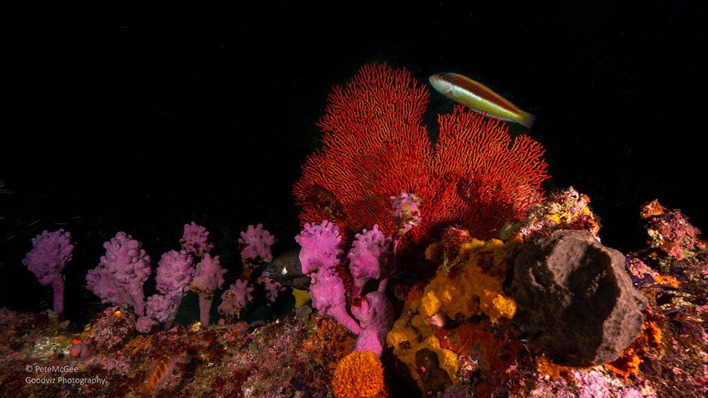 Cabbage tree bay aquatic reserve manly coral