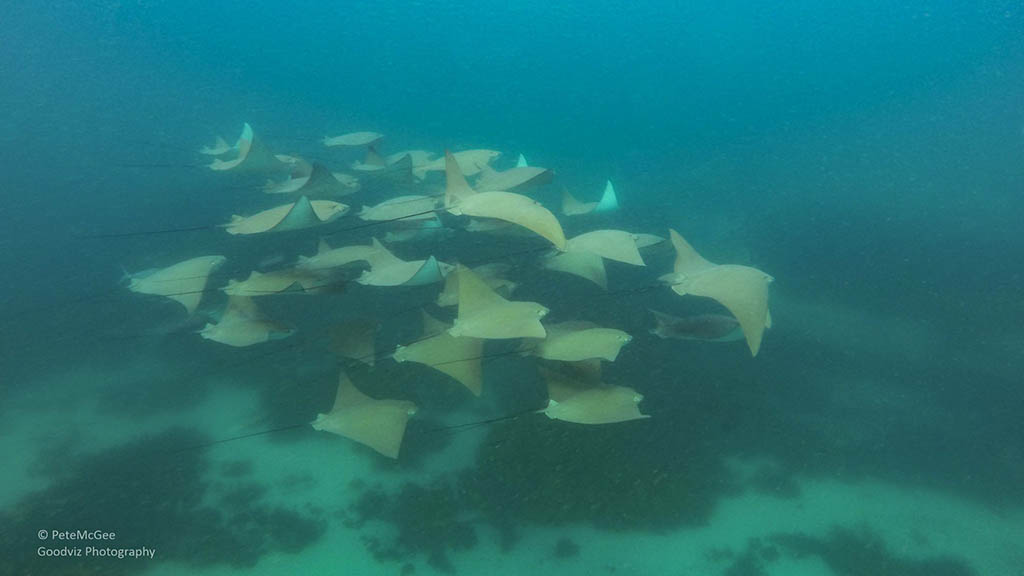 Cabbage tree bay aquatic reserve manly cow nose rays