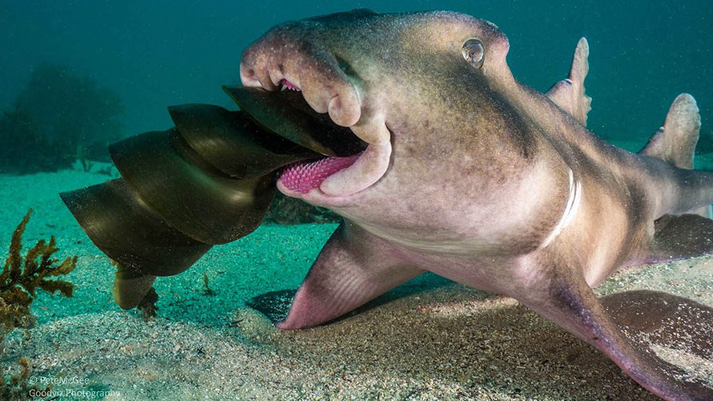 Cabbage tree bay aquatic reserve manly crested horn shark