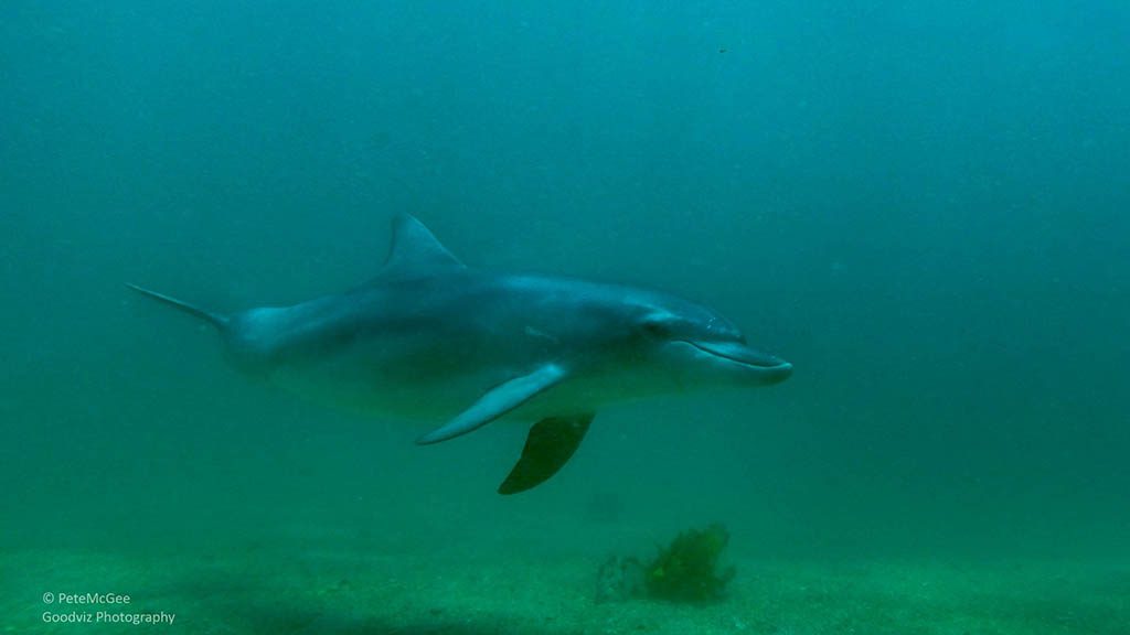 Cabbage tree bay aquatic reserve manly dolphin