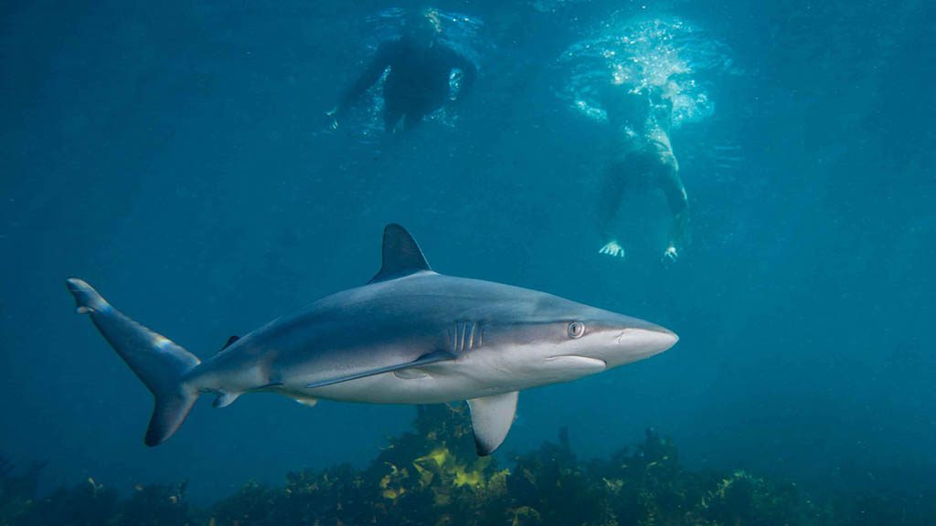 Cabbage tree bay aquatic reserve manly dusky whaler