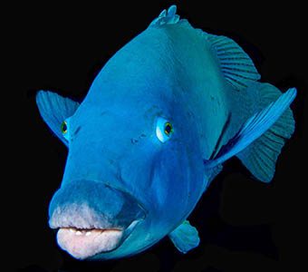 Cabbage tree bay aquatic reserve manly eastern blue groper feature