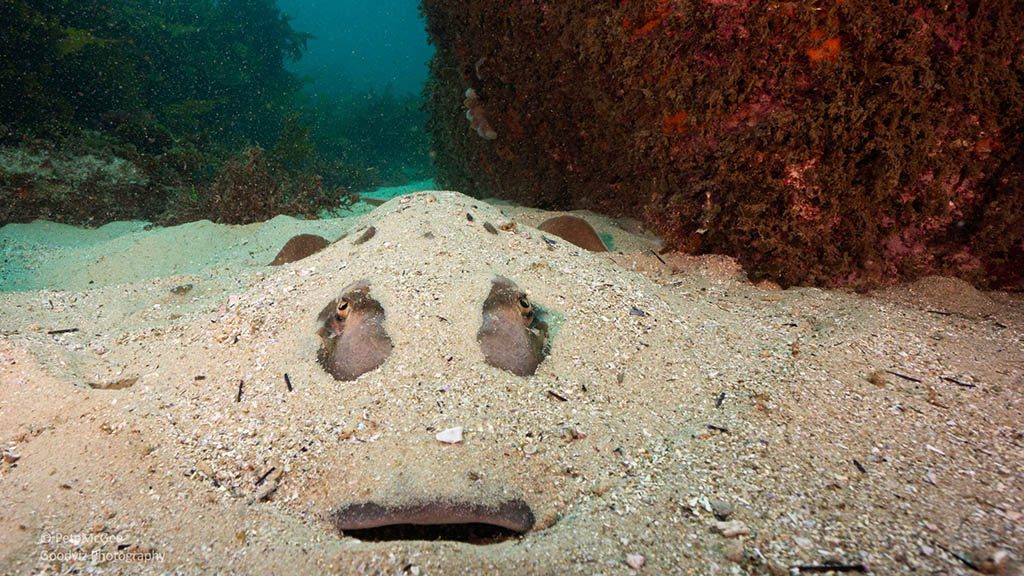 Cabbage tree bay aquatic reserve manly fiddler ray