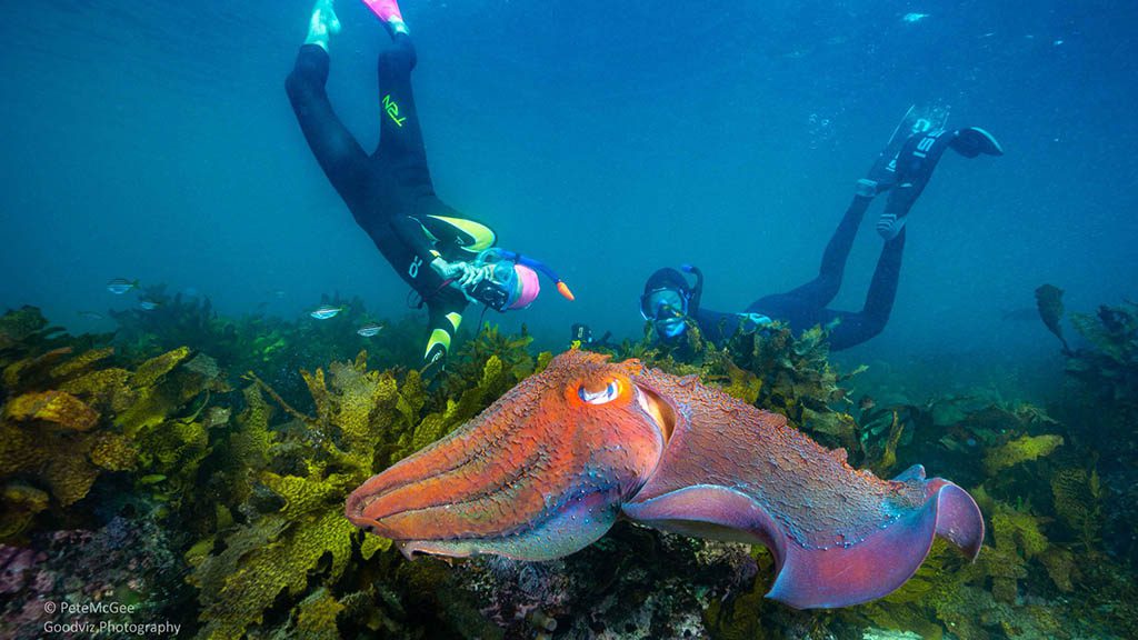 Cabbage tree bay aquatic reserve manly giant cuttle fish