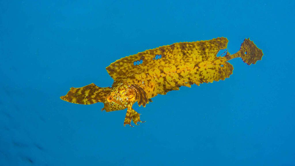 Cabbage tree bay aquatic reserve manly golden weedfish