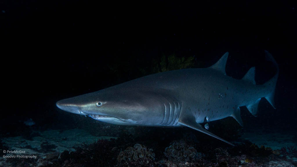 Cabbage tree bay aquatic reserve manly grey nurse shark