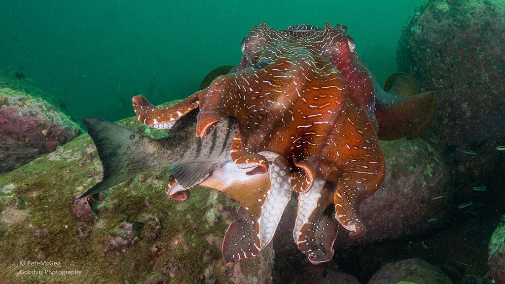 Cabbage tree bay aquatic reserve manly hunting giant cuttlefish
