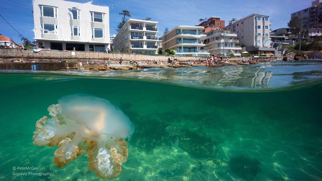 Cabbage tree bay aquatic reserve manly jellyfish