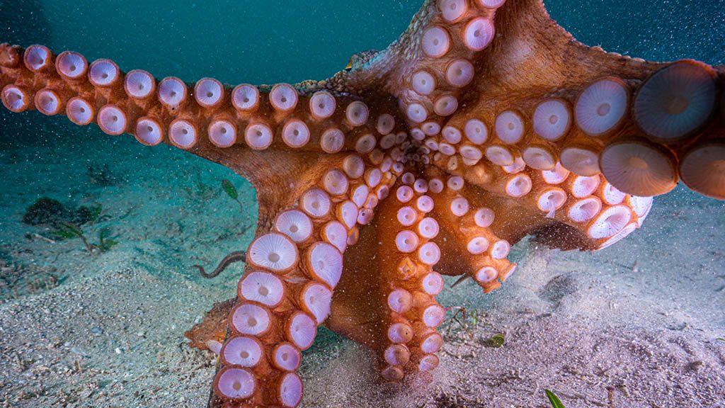 Cabbage tree bay aquatic reserve manly octopus