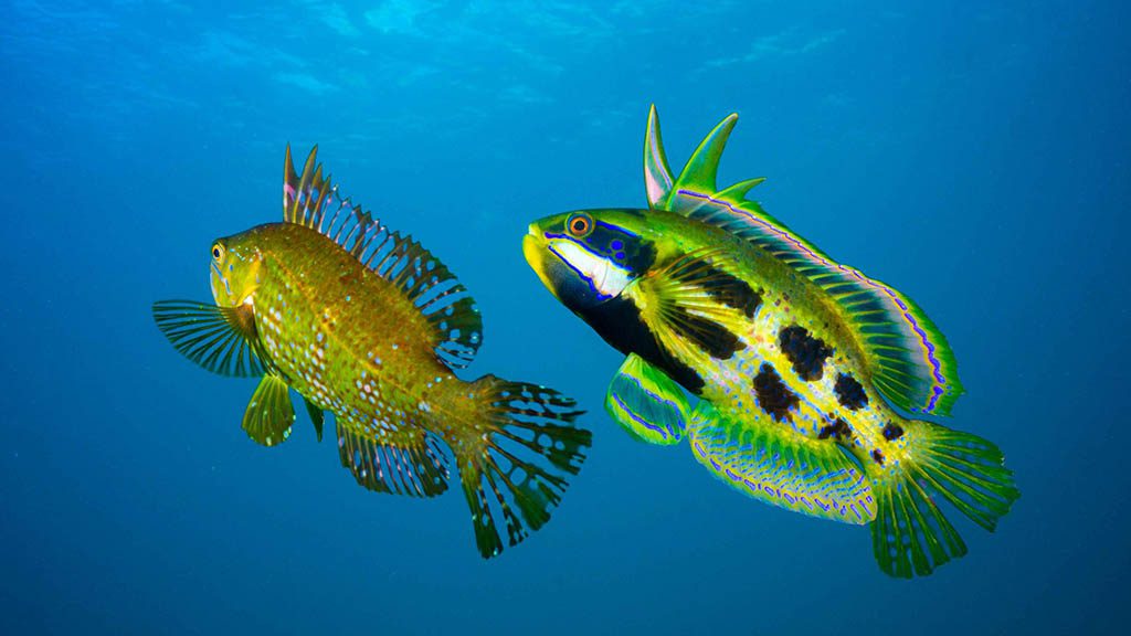 Cabbage tree bay aquatic reserve manly rainbow cale