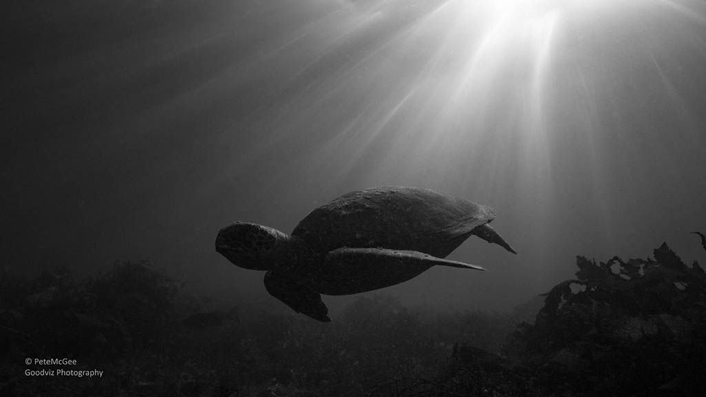Cabbage tree bay aquatic reserve manly turtle