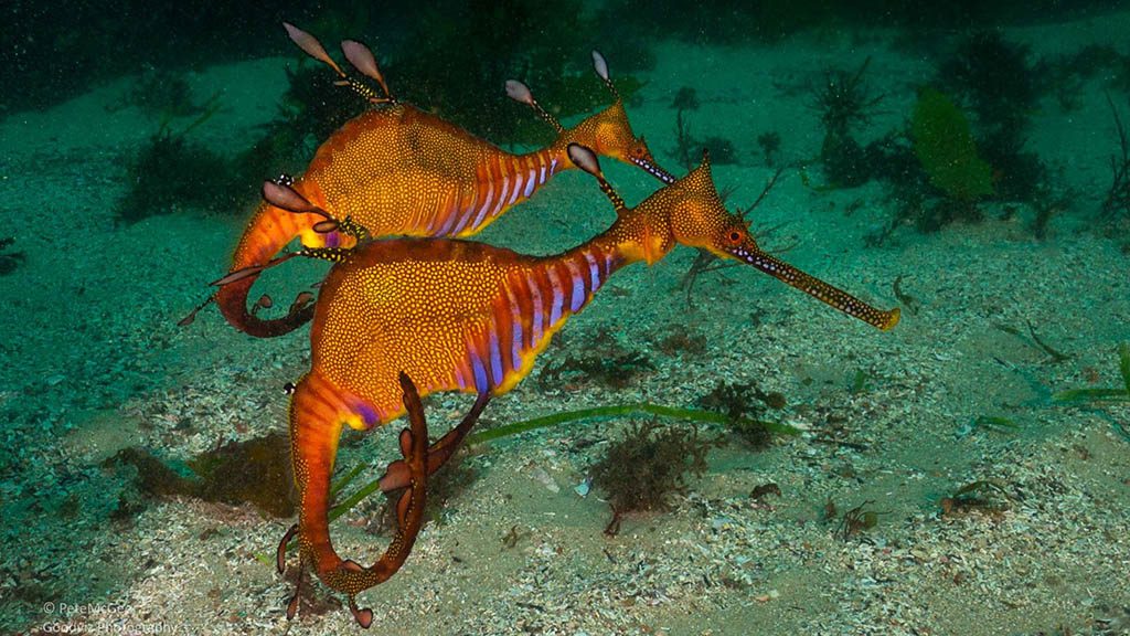 Cabbage tree bay aquatic reserve manly weedy seadragons